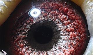 灰鸽子远程控制教程 灰鸽子远程控制教程