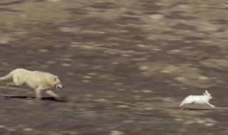 笨狼爱上小白兔的故事 兔子爱上已婚的狼