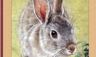 垂耳兔和普通兔子生出来的兔子好看吗 世界上最漂亮的兔子