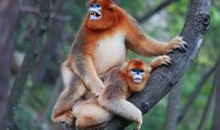 大熊猫生活在什么地方 大熊猫生活在什么地方